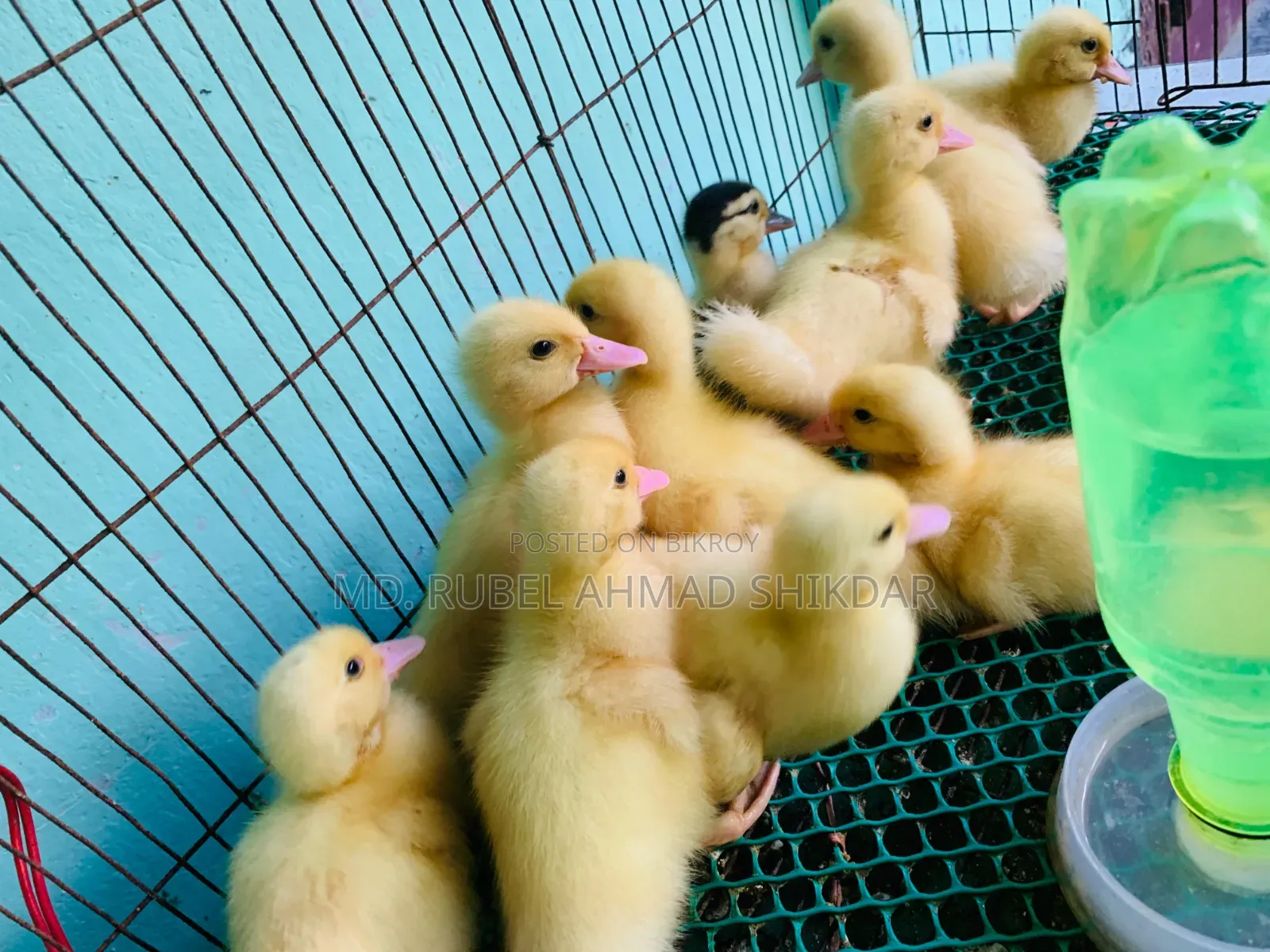 White Chinese ducklings.