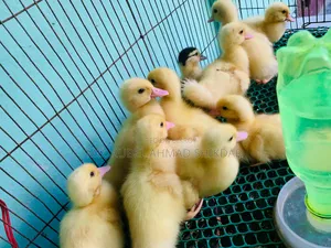 White Chinese ducklings.