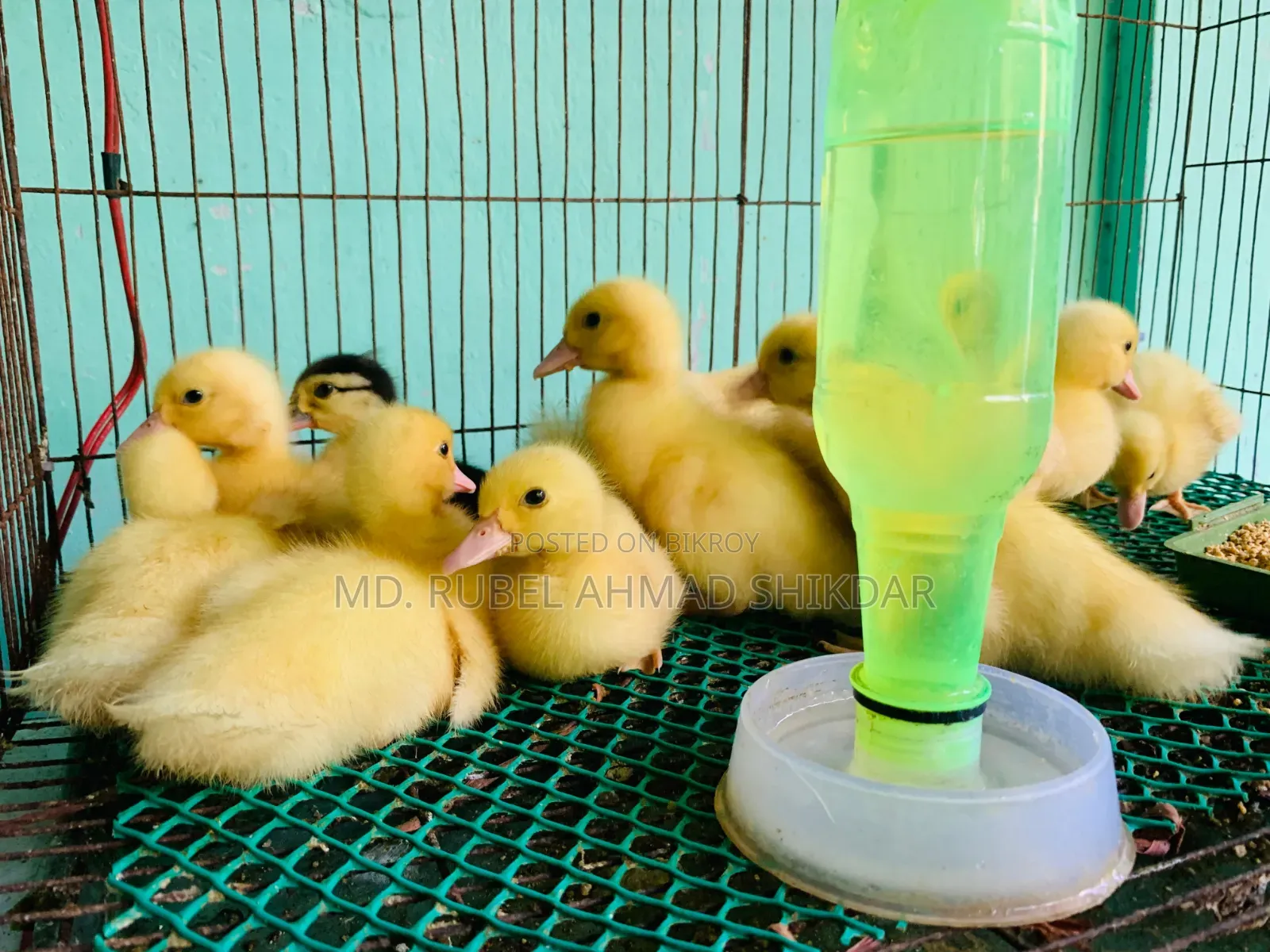 White Chinese ducklings.