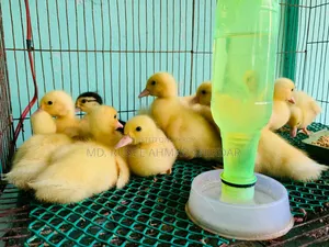 White Chinese ducklings.