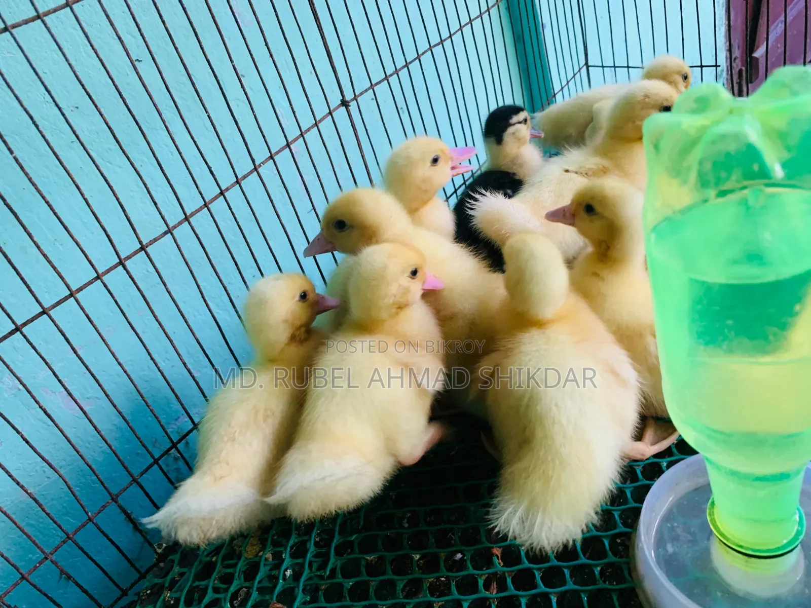 White Chinese ducklings.