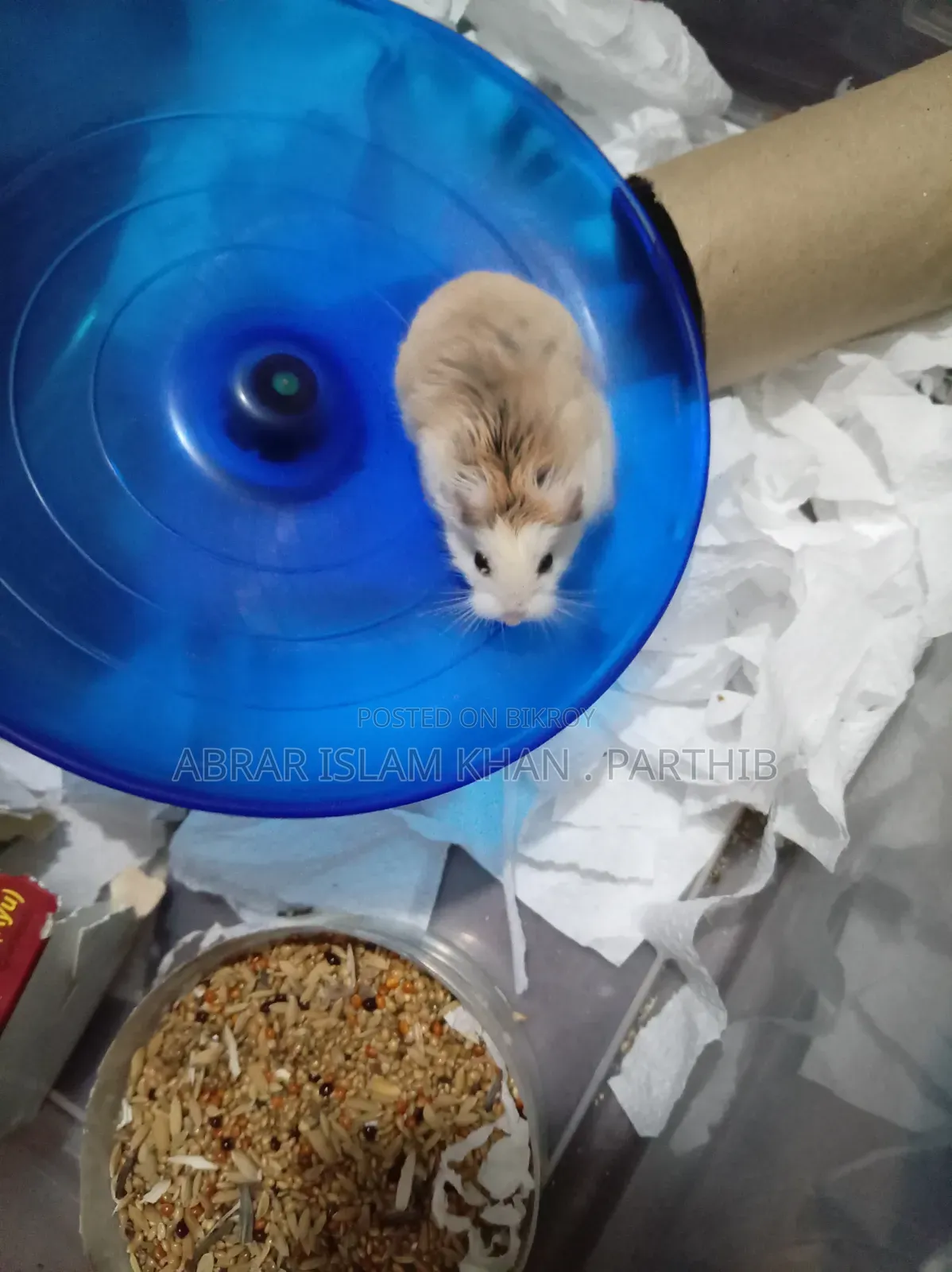 Robo Female Hamster) Whatsapp Number