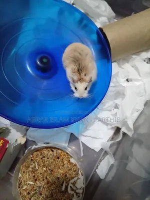 Robo Female Hamster) Whatsapp Number
