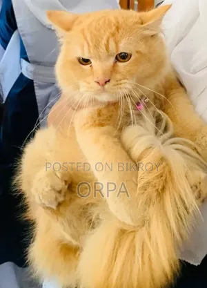 1+ Year Male Purebred Persian