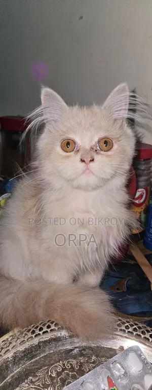 1-3 Months Female Purebred Persian
