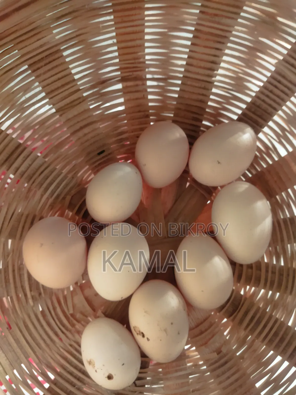 মুরগির বীজ ডিম