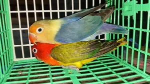 Love Bird for Sale