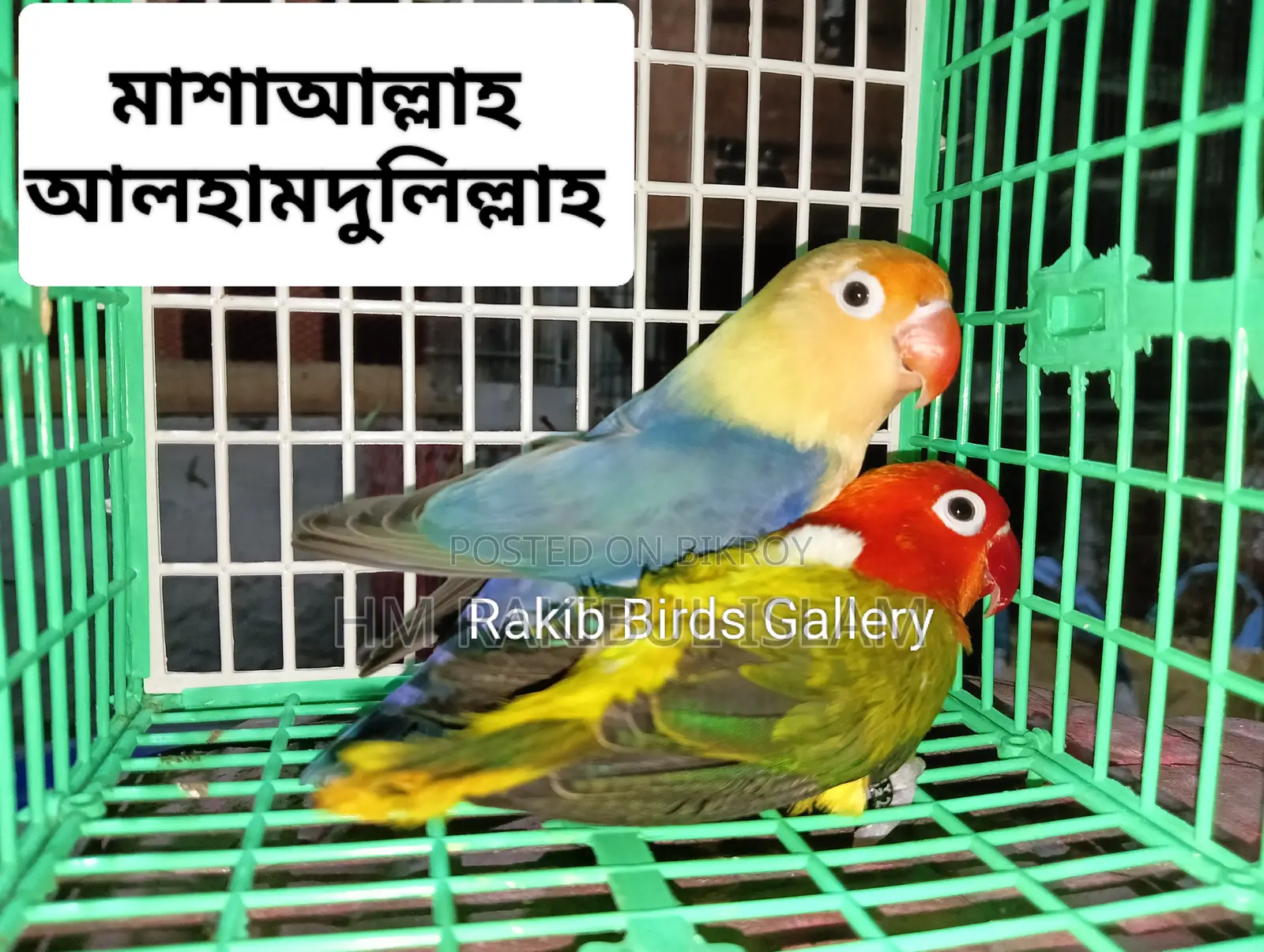 Love Bird for Sale