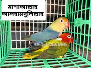 Love Bird for Sale