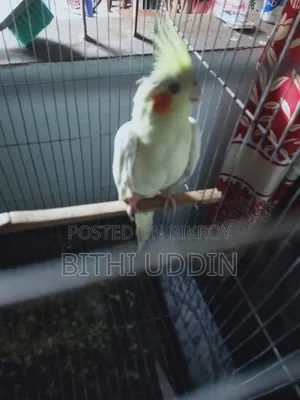 Lutino Cockatiel