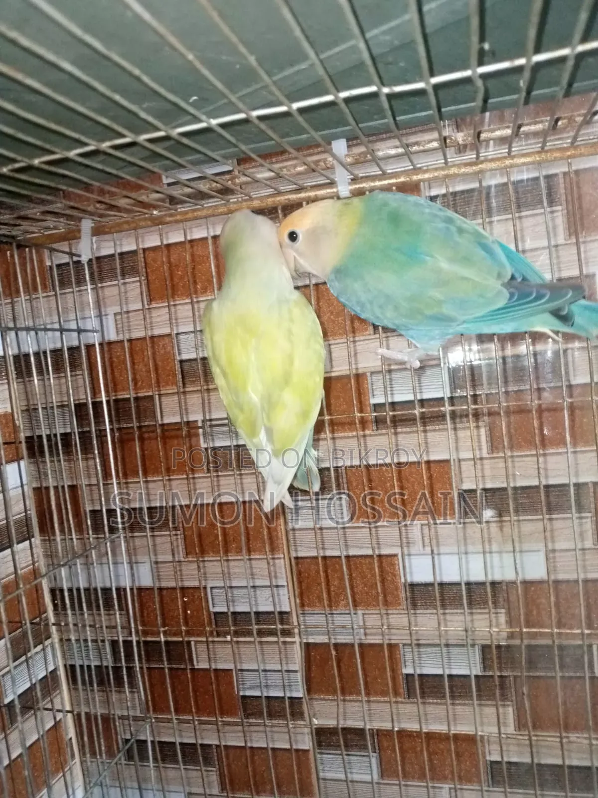 Running Love Bird for Sale