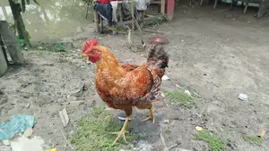 দেশি ও টাইগার মুরগি বিক্রয়