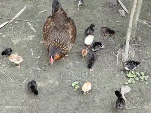 দেশি ও টাইগার মুরগি বিক্রয়