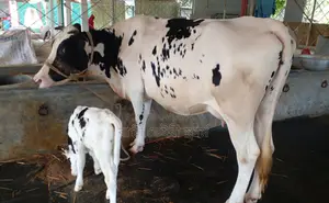 ১৩৬৭নং প্রাতিদিন ১৫ লিটার দুধের গাভী গরু বিক্রয় হবে গ্যারান্টি সহ।