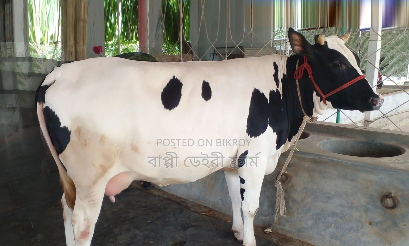Item No. 1368: Buy a high-quality cow with a calf at a low price.
