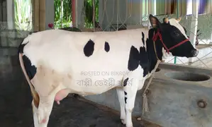 ১৩৬৮নং অল্প দামে বাছুর সহ ভালো জতের গাভী কিনুন ।