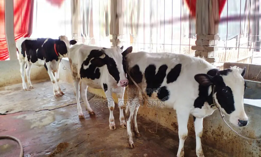 ১৩৭০ নং নিঃসন্ধেহে ভালো জাতের ৩টি বকনা বাছুর কিনুন পোষার জন্য ।