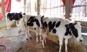 ১৩৭০ নং নিঃসন্ধেহে ভালো জাতের ৩টি বকনা বাছুর কিনুন পোষার জন্য ।