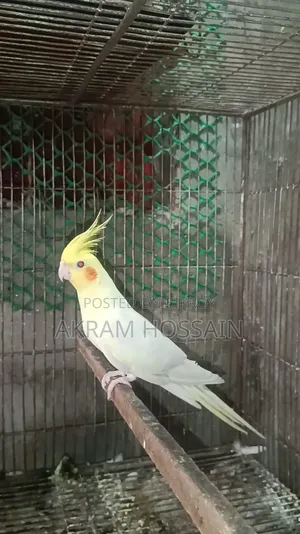 Lutino and Albino Breeding Single Male