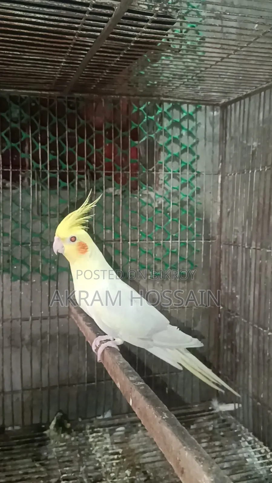 Lutino and Albino Breeding Single Male