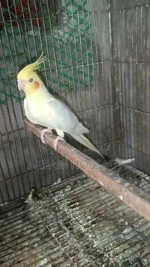 Lutino and Albino Breeding Single Male