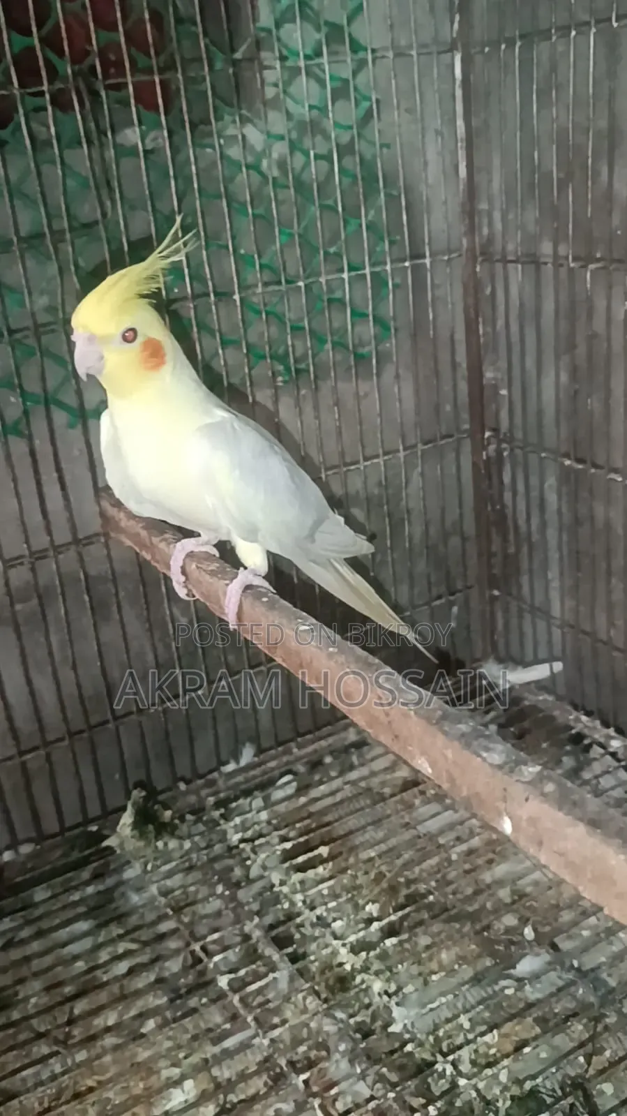 Lutino and Albino Breeding Single Male
