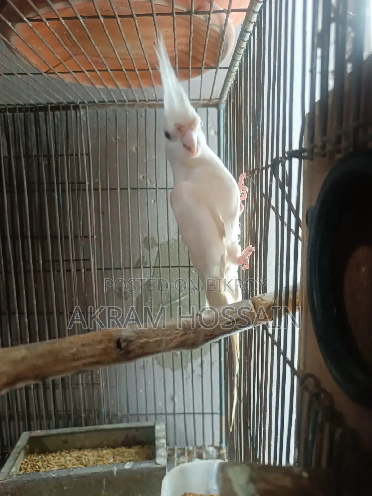 Lutino and Albino Breeding Single Male