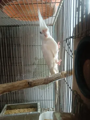 Lutino and Albino Breeding Single Male