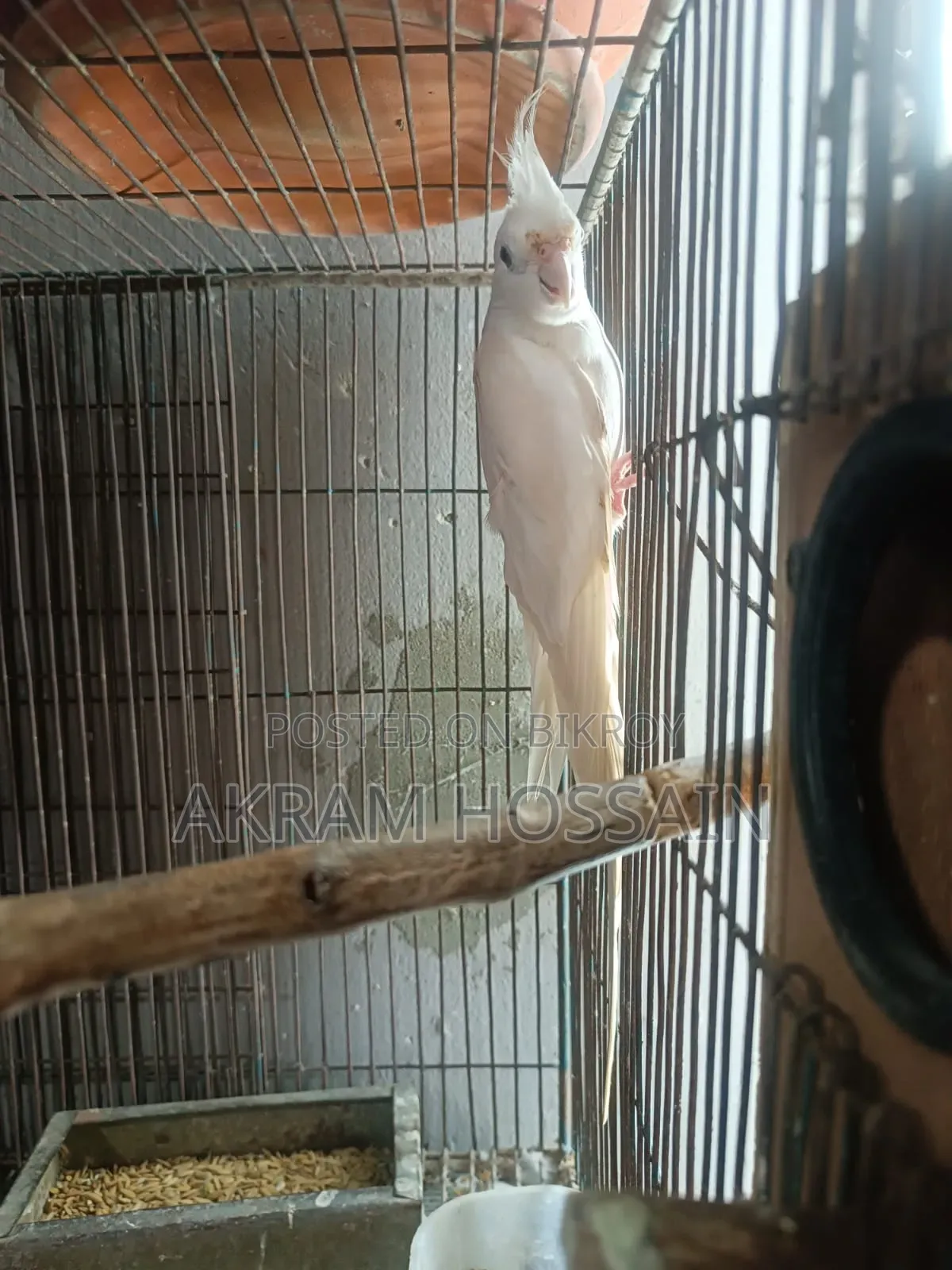 Lutino and Albino Breeding Single Male