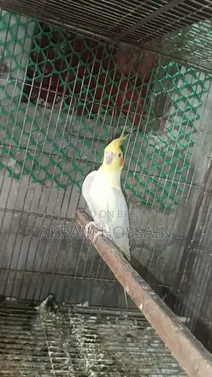 Lutino and Albino Breeding Single Male