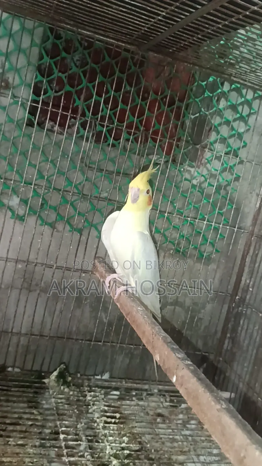 Lutino and Albino Breeding Single Male