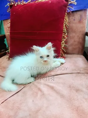 ১-৩ মাস বয়সী পুরুষ বিশুদ্ধ পার্সিয়ান বিড়াল