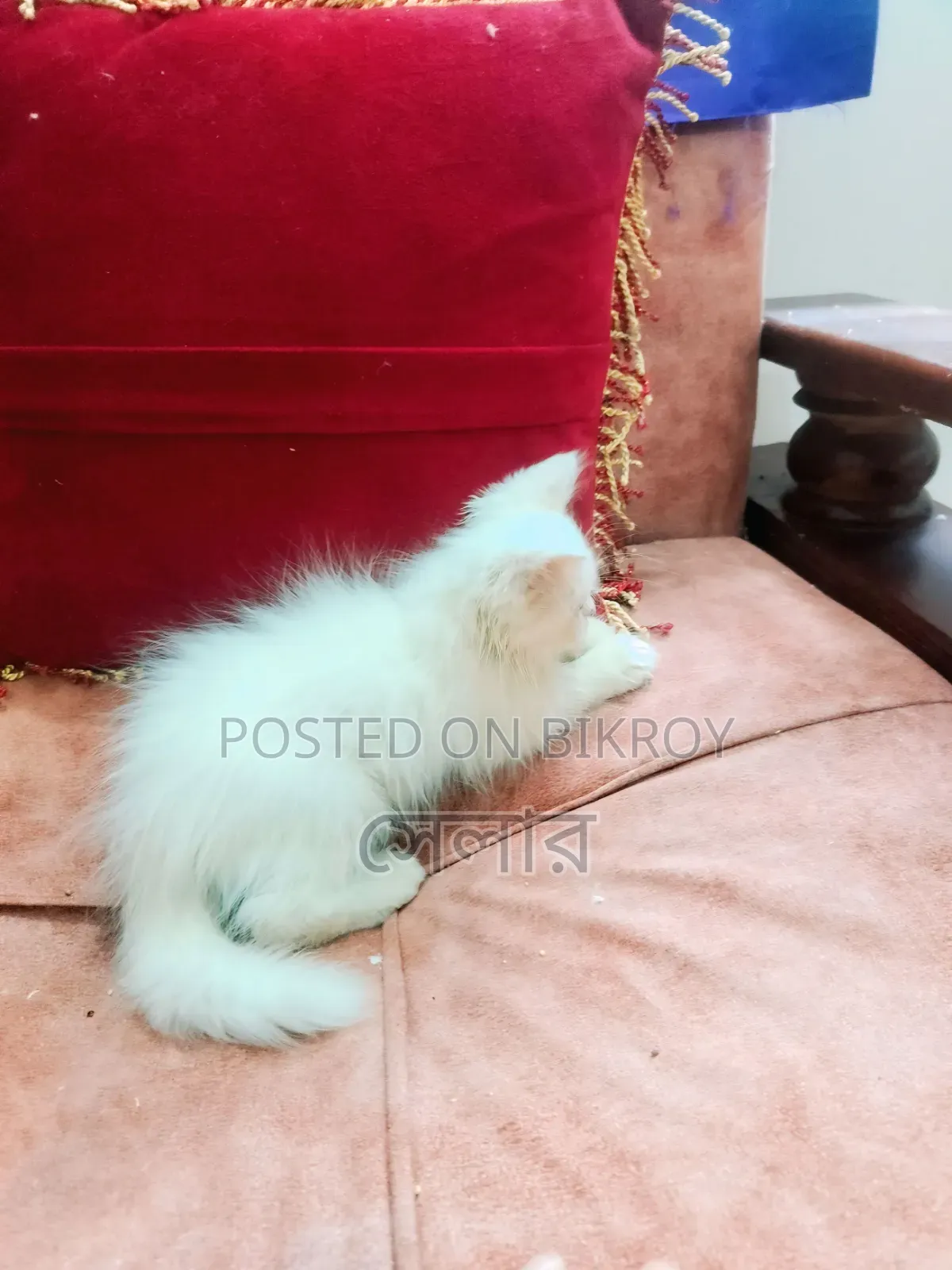 ১-৩ মাস বয়সী পুরুষ বিশুদ্ধ পার্সিয়ান বিড়াল
