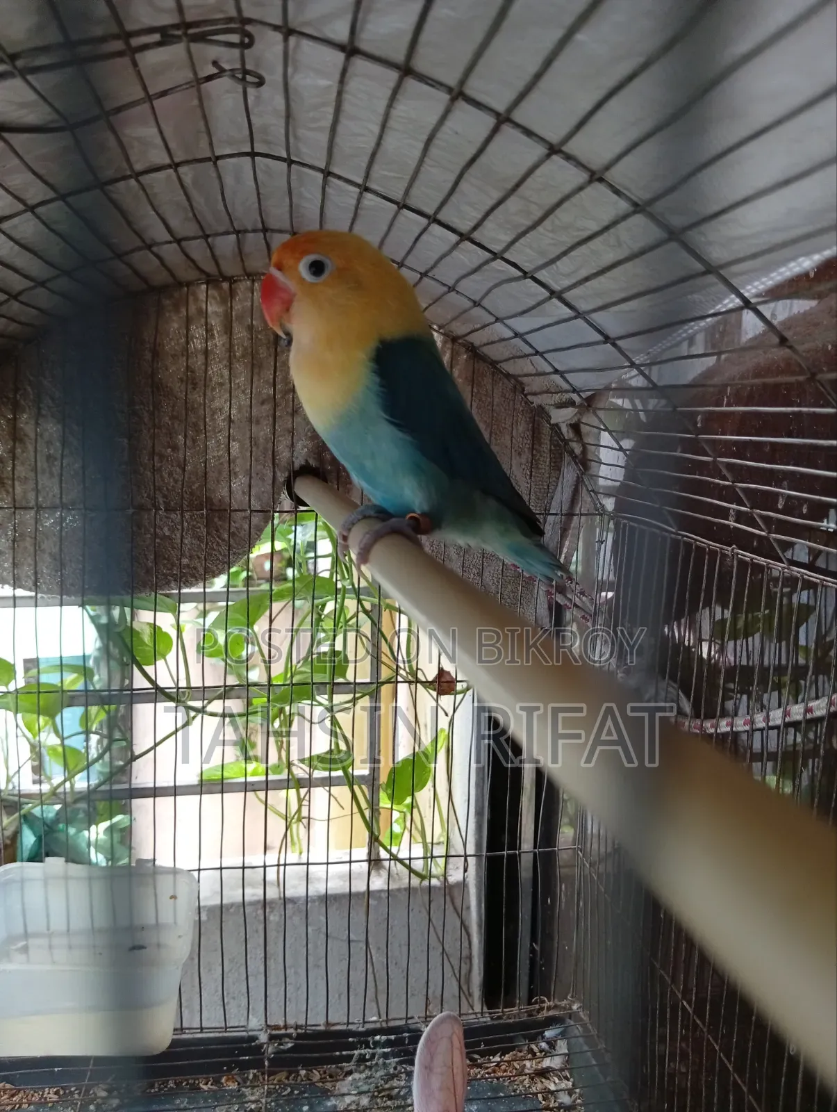 Love Bird, Perblue Apoline.