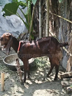 রাম ছাগল মিয়তীতোতা