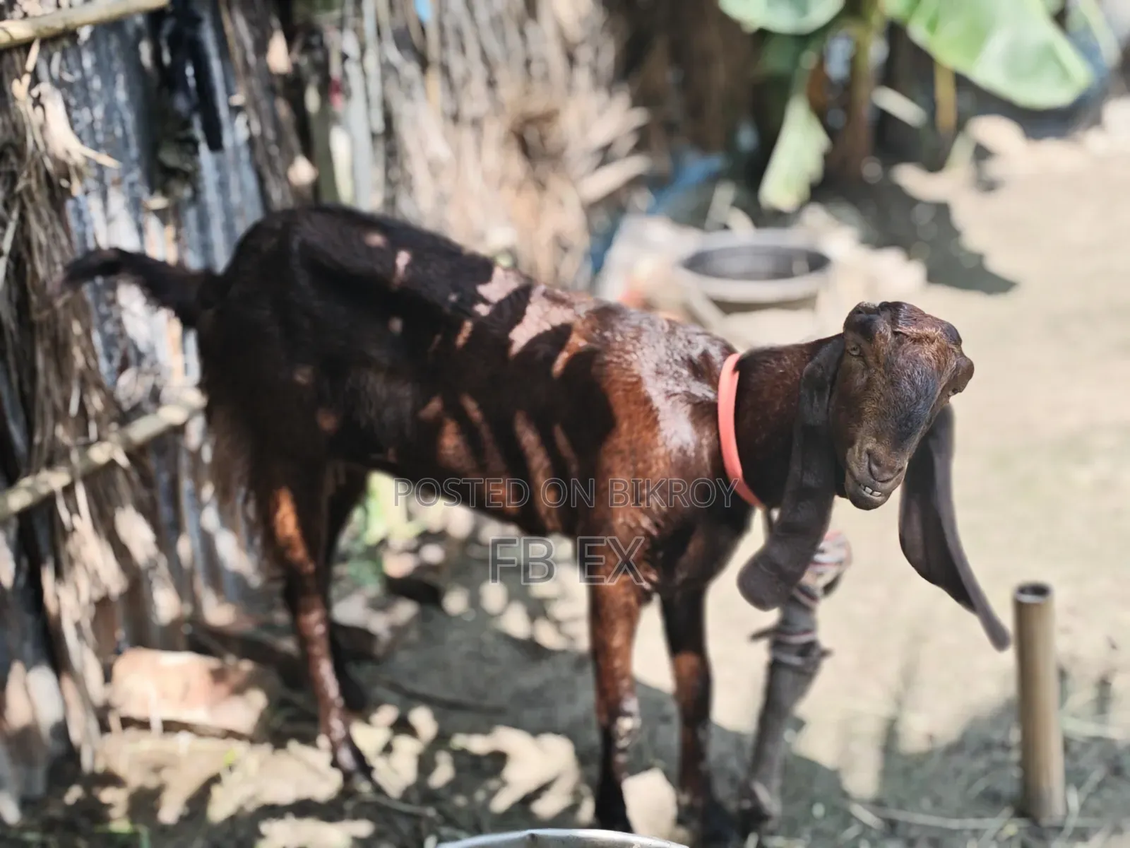 রাম ছাগল মিয়তীতোতা