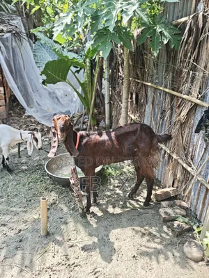 রাম ছাগল মিয়তীতোতা