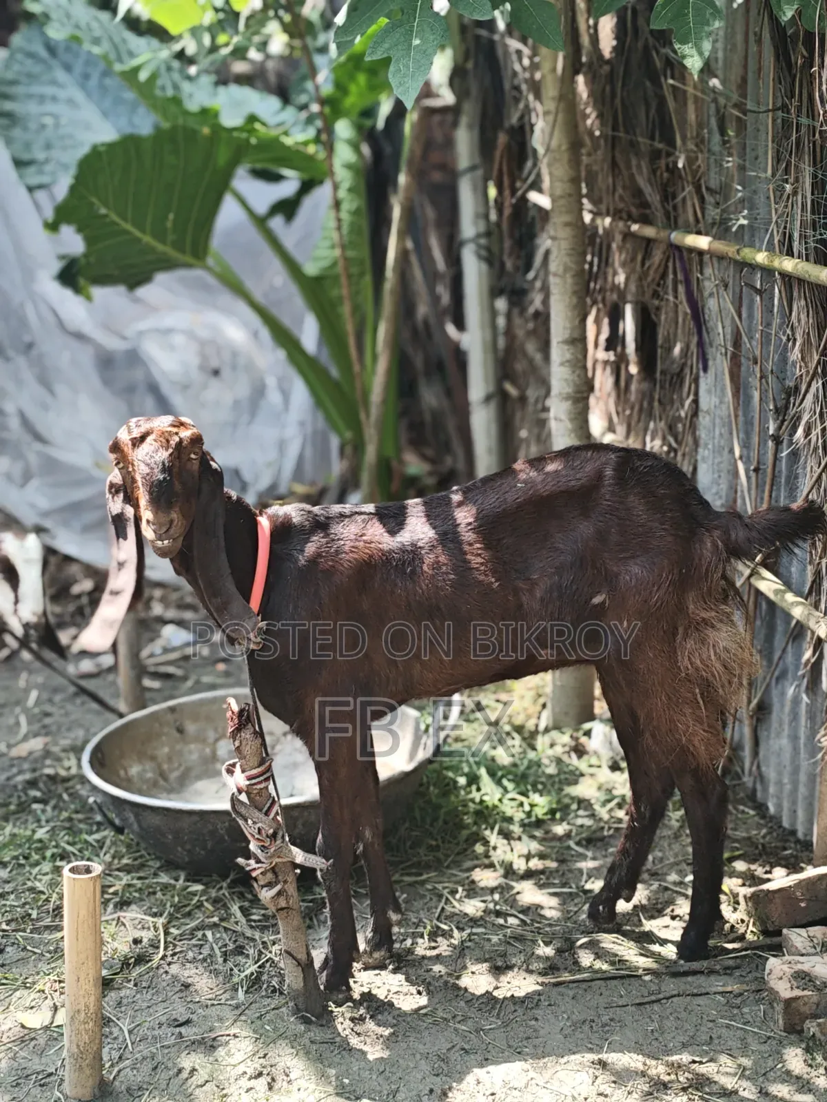 রাম ছাগল মিয়তীতোতা