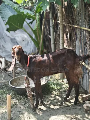 রাম ছাগল মিয়তীতোতা