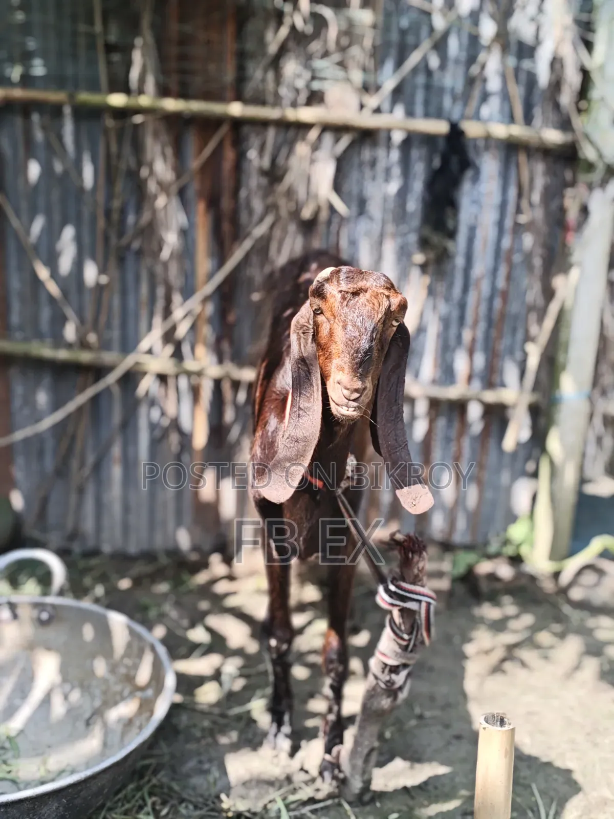 রাম ছাগল মিয়তীতোতা