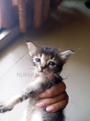 0-1 Month Female Mixed Breed Persian
