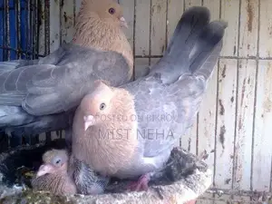A pair of Suya Chandan pigeon chicks for sale