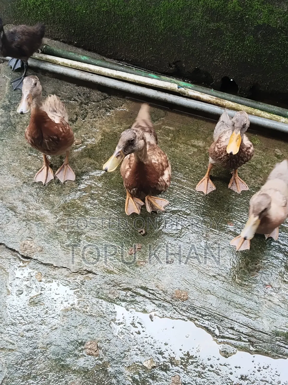 Local Ducks