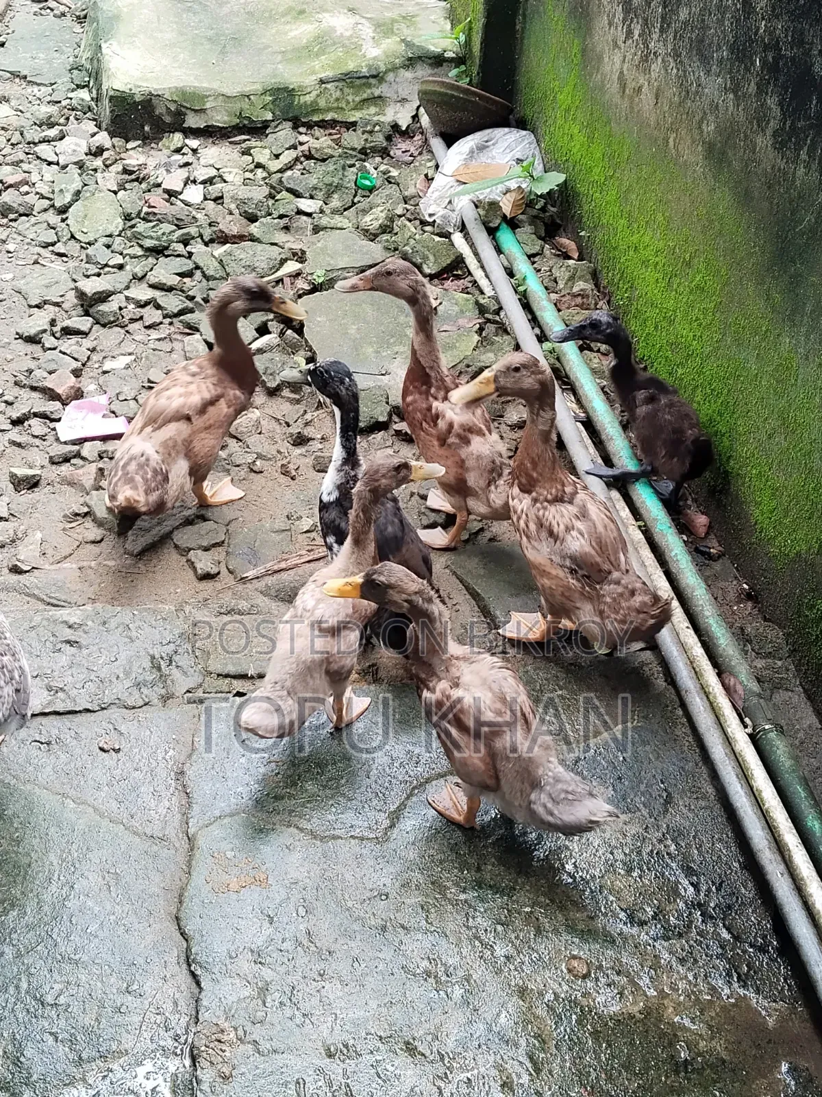 Local Ducks