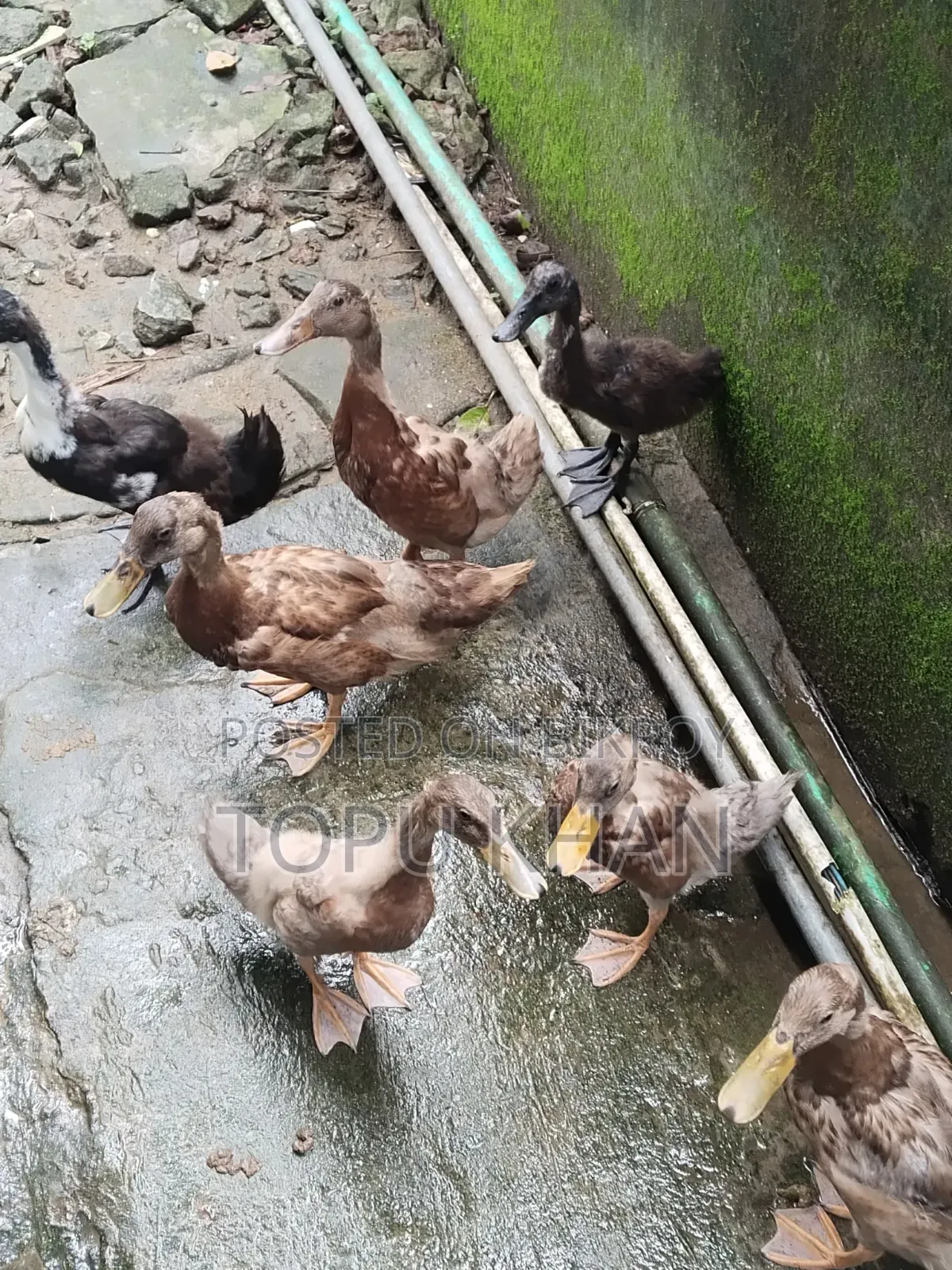 Local Ducks