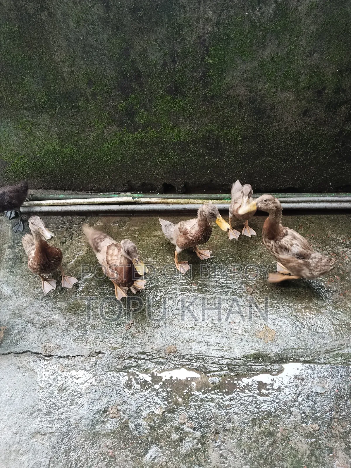 Local Ducks