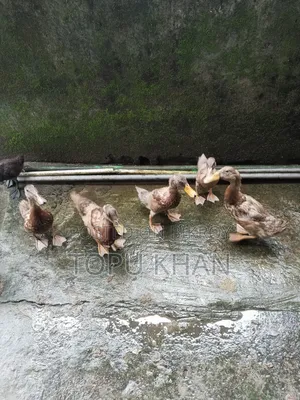Local Ducks