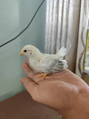 ১ পিস জাপানিজ বেন্থামের বাচ্চা
