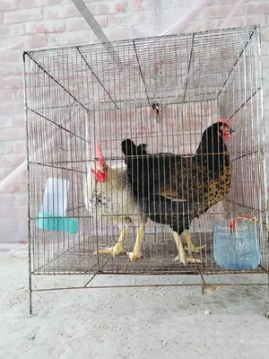 পশু পাখির খাঁচা