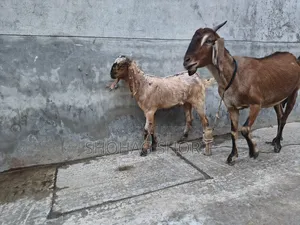 Deshi Chagol